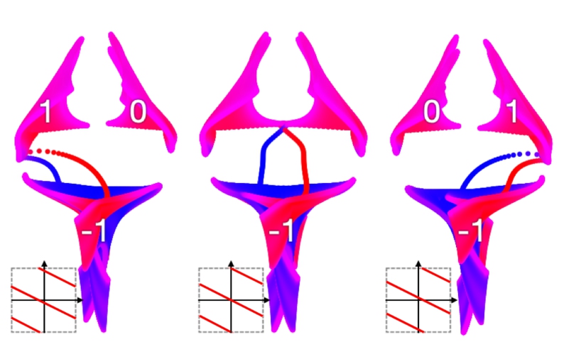 Emergent topological fields and relativistic phonons within